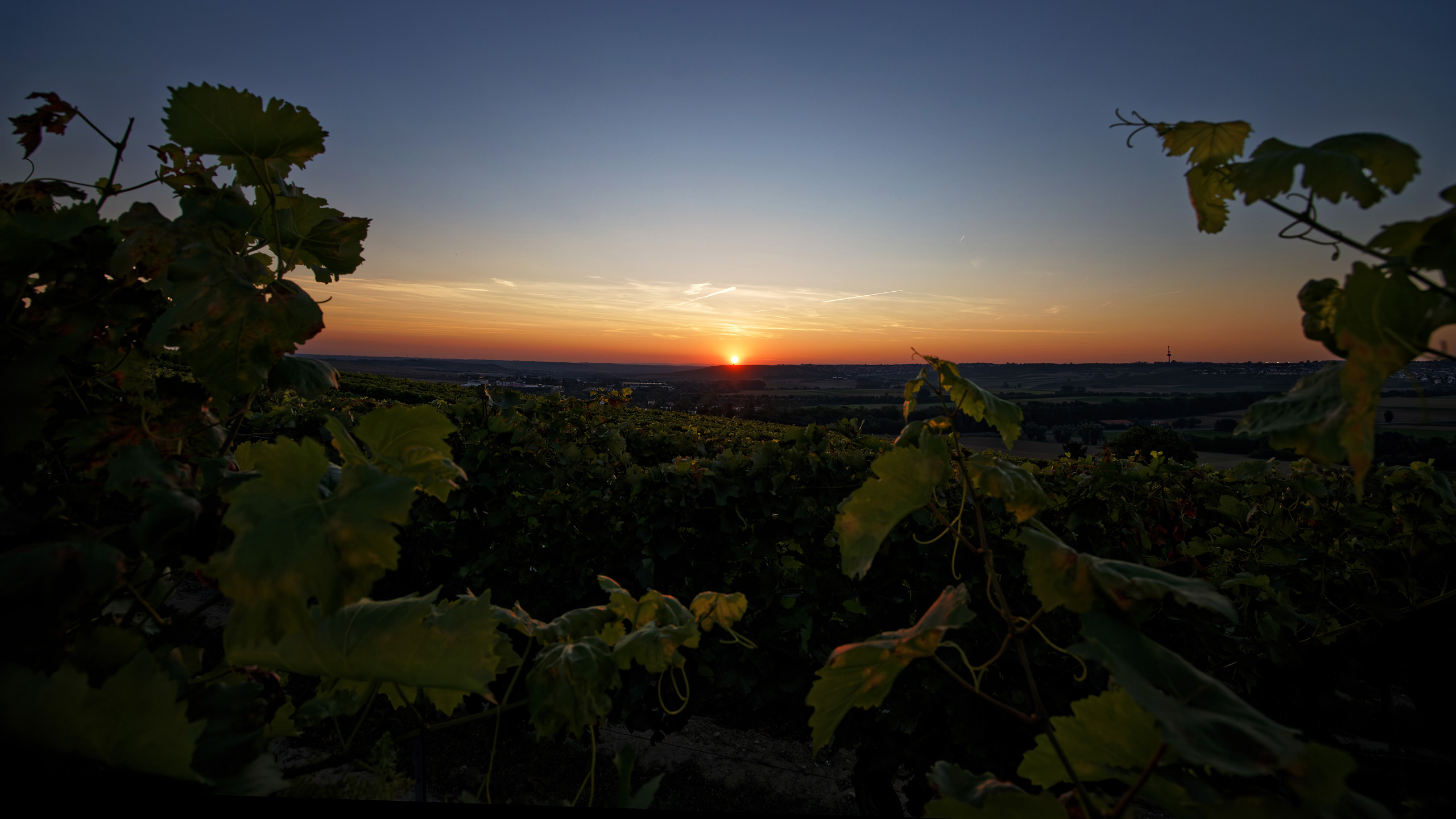 Sonnenuntergang im Weinberg